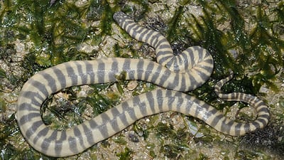 Wart Snake