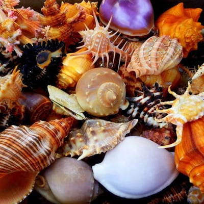 Seashells