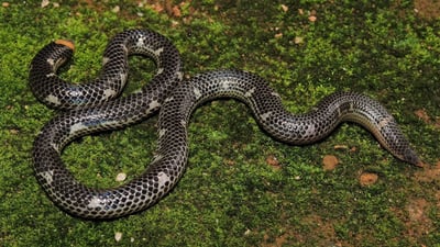 Hemprich's Shieldtail