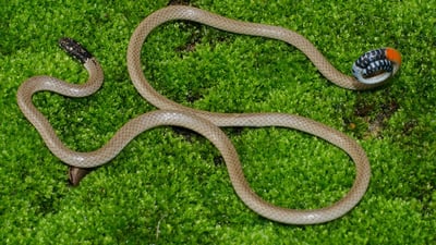 Slender Coral Snake