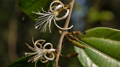 Alangium salviifolium