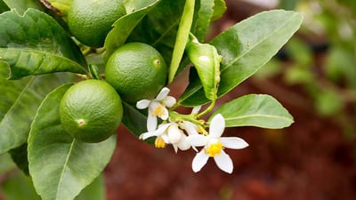 Citrus aurantifolia