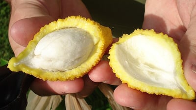 Garcinia