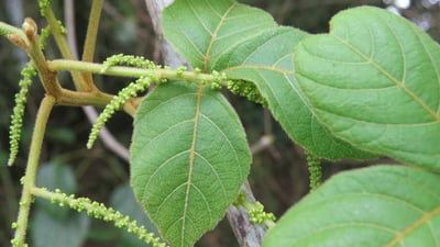 Allophylus cobbe