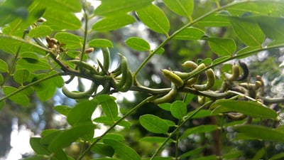Indigofera tinctoria