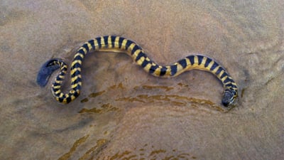 Shaw's Sea Snake