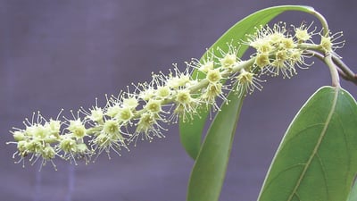 Terminalia chebula (Aralu)