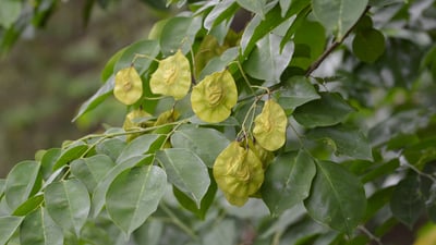 Pterocarpus indicus