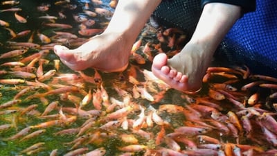 Fish Spa