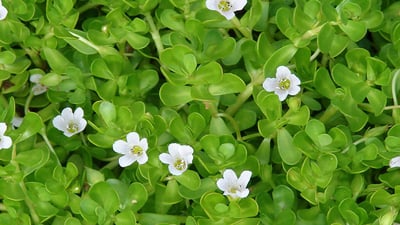 Bacopa monnieri