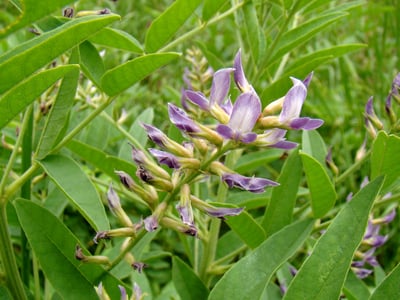 Glycyrrhiza glabra