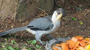 Ceylon Grey Hornbill