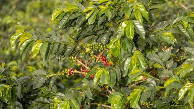 Coffea arabica