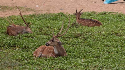 Trincomalee Deer Park