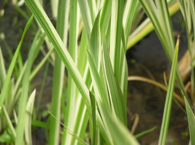 Acorus calamus