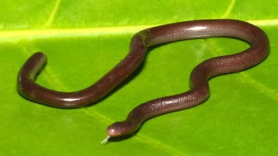 Brahminy Blind Snake