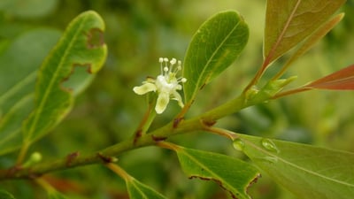 Erythroxylum monogynum