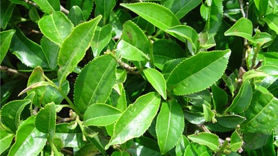 Camellia  sinensis