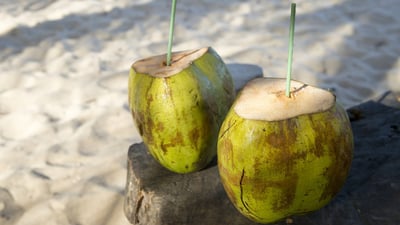 Cocos nucifera