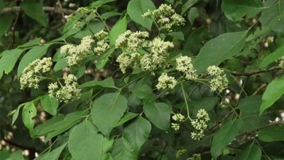 Micromelum minutum  var. ceylanicum