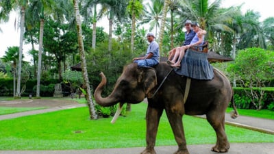 Elephant Riding