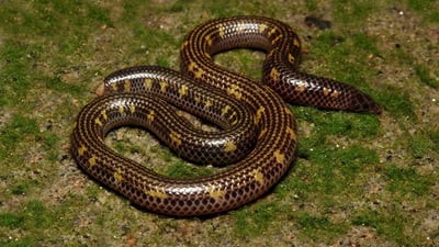 Phillip's Earth Snake