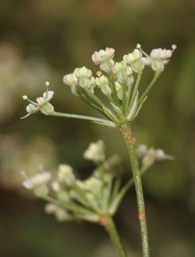 Trachyspermum involucratum