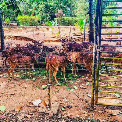 Pinnawala Open Zoo