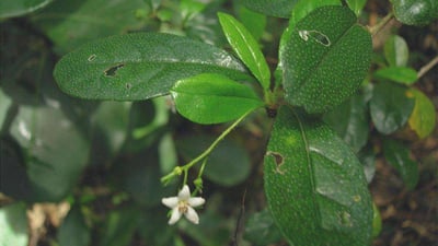 Carmona microphylla