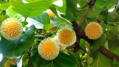 Nauclea orientalis