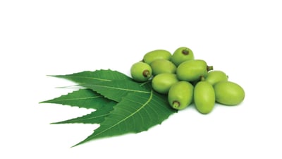 Azadirachta indica