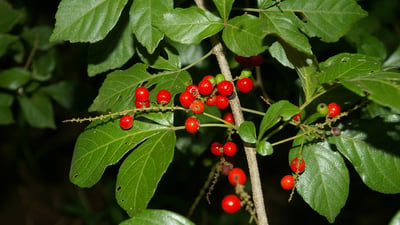Allophylus cobbe