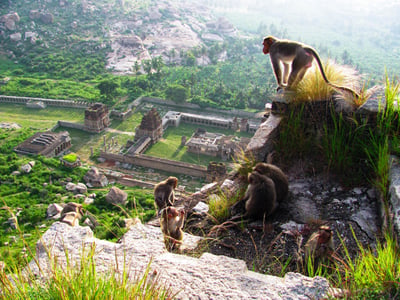 Monkey Kingdom
