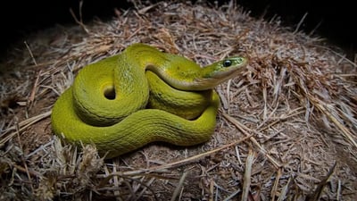 Green Keelback