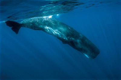 Sperm Whale