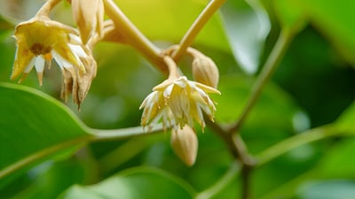 Mimusops elengi (Spanish cherry)
