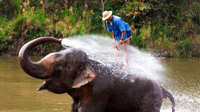 Elephant bathing