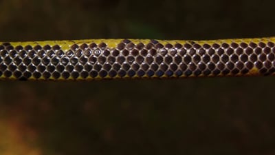 Gray's Earth Snake