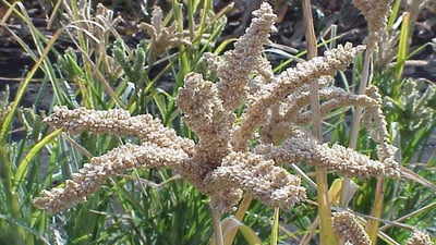 Eleusine coracana