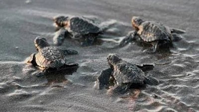 Hikkaduwa Turtle Hatchery