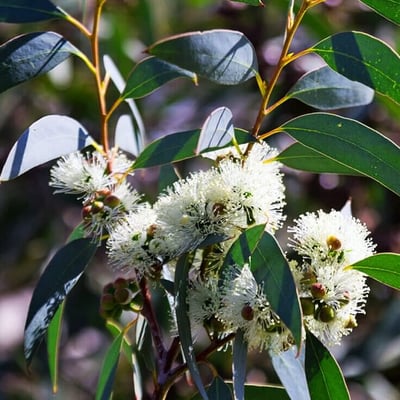 Eucalyptus globulus (Karupantine , Eucalyptus)