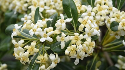 Pittosporum ceylanicum