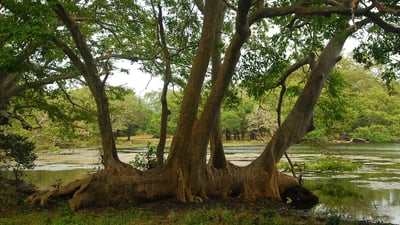 Eluwankulama