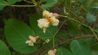 Stereospermum suaveolens