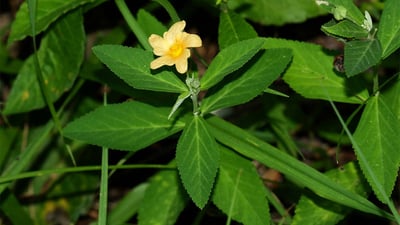Sida rhombifolia