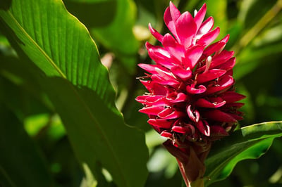 Alpinia Calearta