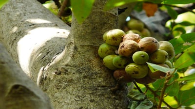 Ficus racemosa; Attikka