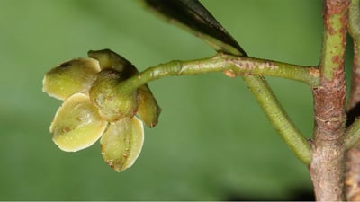Kokoona zeylanica