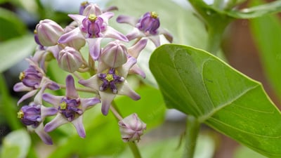Calotropis gigantea