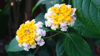 Lantana camara var. alba